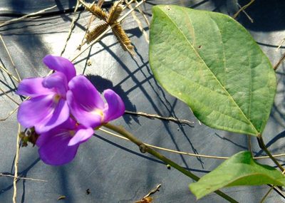 Canavalia brasiliensis, photographed by Francisco Farriols Sarabia