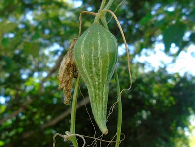 Schizocarpum palmeri, photographed by Francisco Farriols Sarabia