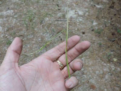 Kellochloa brachyantha, photographed by Sam Kieschnick