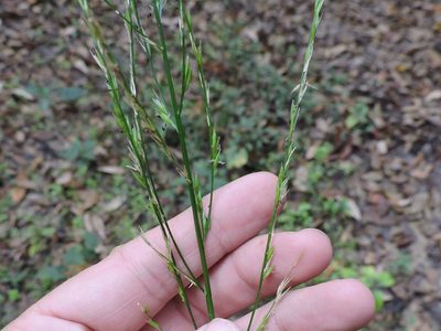 Panicum gymnocarpum, photographed by Sam Kieschnick