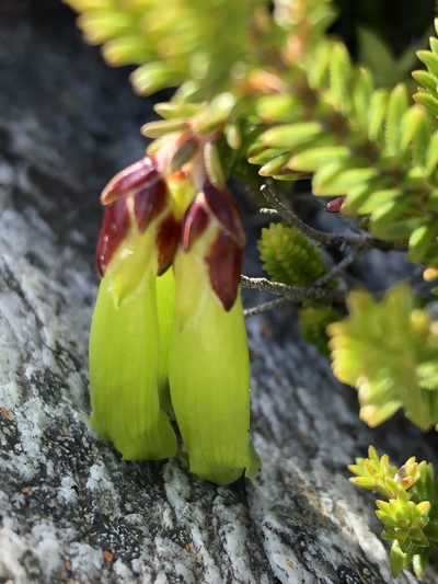 Erica viridiflora, photographed by Dave U