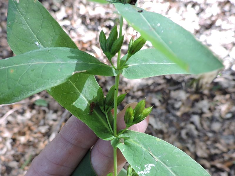 Hypericum tubulosum, photographed by Sam Kieschnick