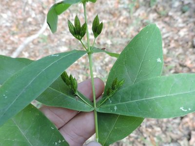 Hypericum tubulosum, photographed by Sam Kieschnick