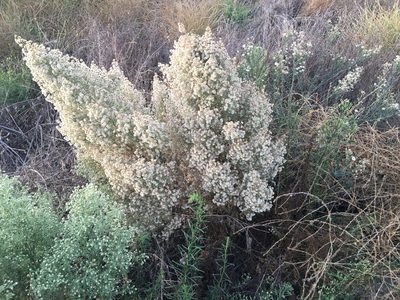 Laennecia coulteri, photographed by Adam J. Searcy