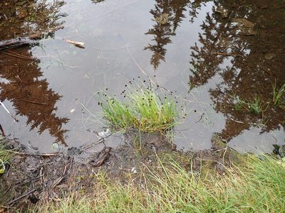 Juncus mertensianus, photographed by John Brew