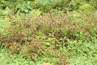 Coleus scutellarioides, photographed by Diogo Luiz