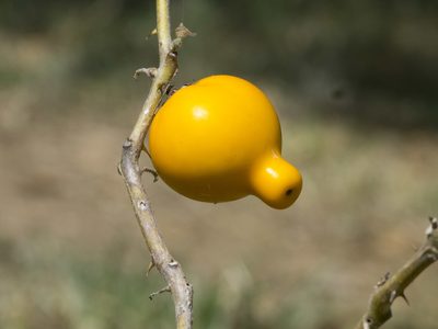 Solanum mammosum, photographed by Manuel Ortiz