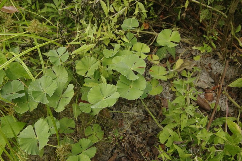 Marsilea macropoda, photographed by Eric Knight