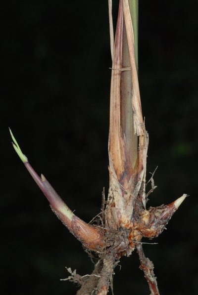 Erianthus contortus, photographed by Douglas Goldman