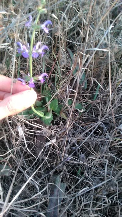 Salvia virgata, photographed by Михаил Орлов
