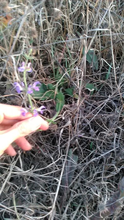 Salvia virgata, photographed by Михаил Орлов