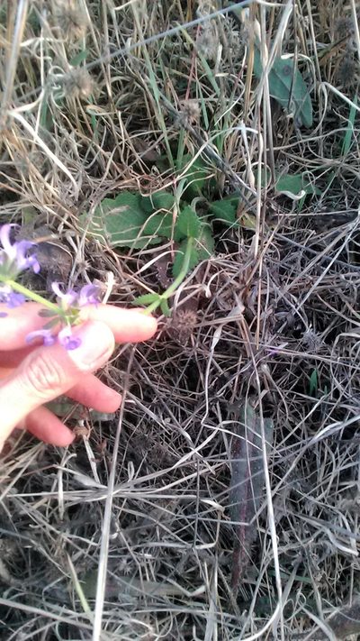 Salvia virgata, photographed by Михаил Орлов