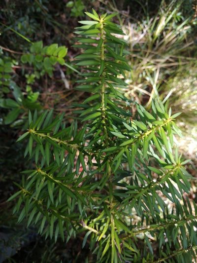 Podocarpus nubigenus, photographed by Darío De la Fuente