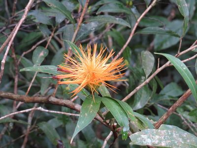 Stifftia chrysantha, photographed by Diogo Luiz
