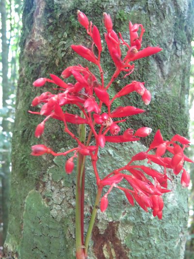 Stromanthe thalia, photographed by Diogo Luiz