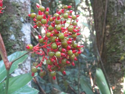 Stromanthe thalia, photographed by Diogo Luiz