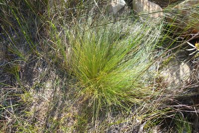 Schoenus gracillimus, photographed by Tammy