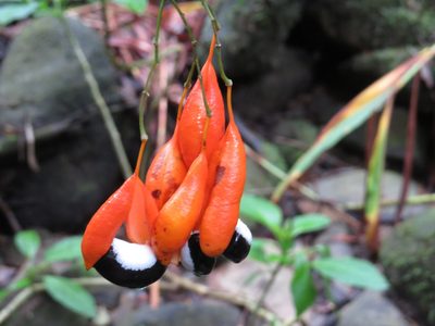 Swartzia myrtifolia, photographed by Diogo Luiz