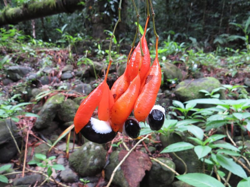 Swartzia myrtifolia, photographed by Diogo Luiz