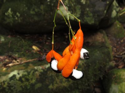 Swartzia myrtifolia, photographed by Diogo Luiz