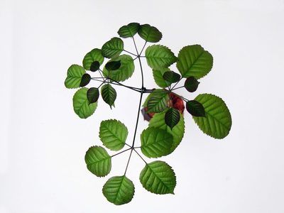 Handroanthus heptaphyllus, photographed by Diogo Luiz