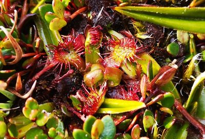 Drosera uniflora, photographed by Darío De la Fuente
