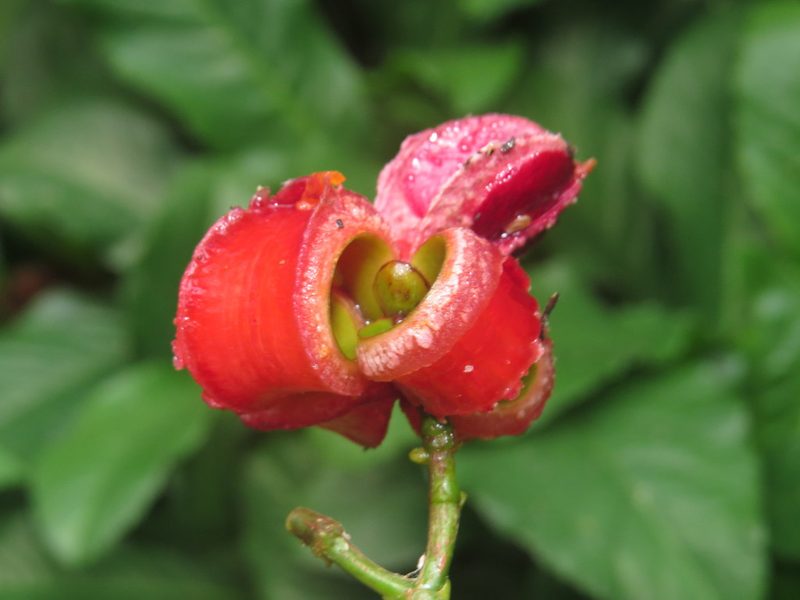 Tovomita longifolia, photographed by Diogo Luiz