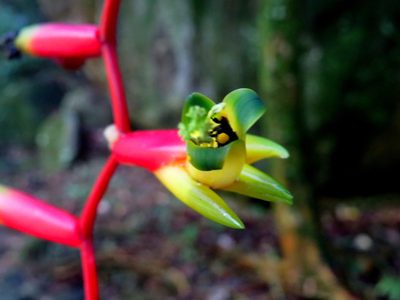 Vriesea simplex, photographed by Diogo Luiz