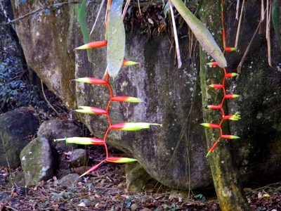 Vriesea simplex, photographed by Diogo Luiz