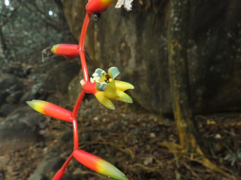 Vriesea simplex, photographed by Diogo Luiz