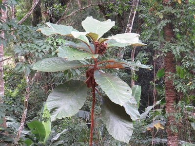 Solanum cernuum, photographed by Diogo Luiz