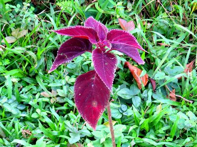 Coleus scutellarioides, photographed by Diogo Luiz