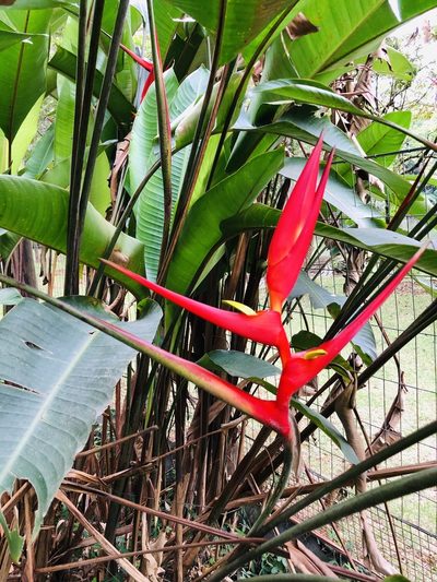 Heliconia farinosa, photographed by Francisco E. Fonturbel