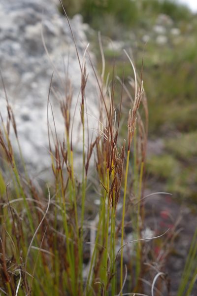 Schoenus dregeanus, photographed by Tammy