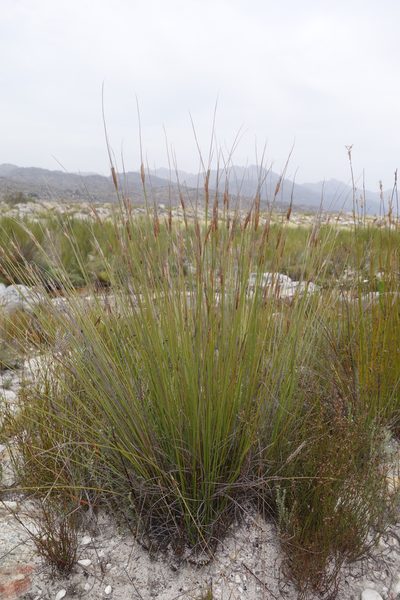 Schoenus pictus, photographed by Tammy