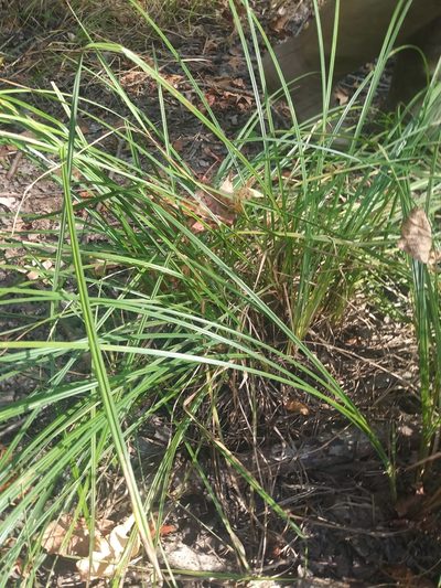 Carex barrattii, photographed by Chris Hoess