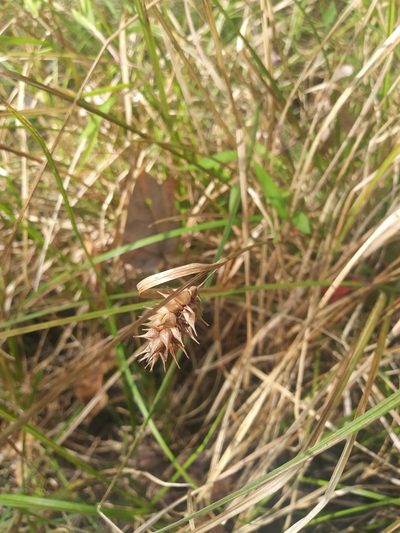 Carex bullata, photographed by Chris Hoess