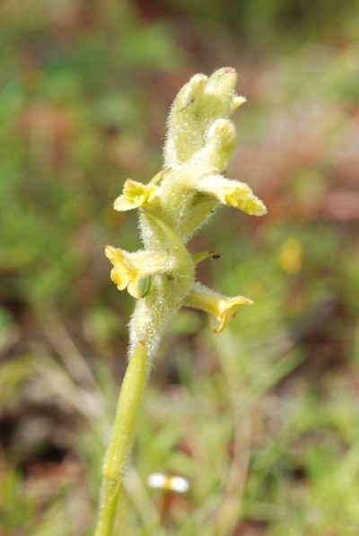 Dichromanthus michuacanus, photographed by Carlos Martorell