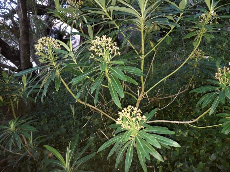 Euphorbia mellifera, photographed by naturewatchwidow