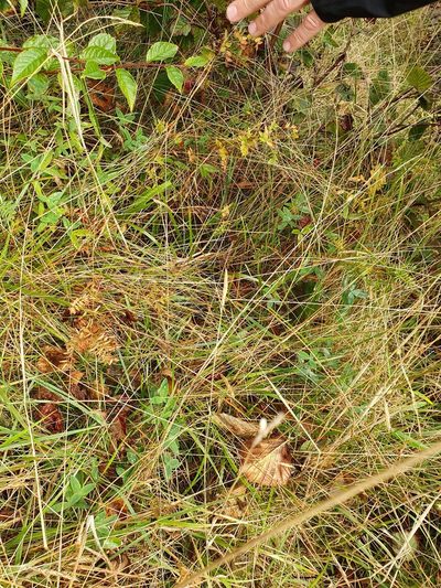 Vicia orobus, photographed by Michael D. Pirie