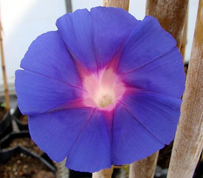 Ipomoea emetica, photographed by Guillermo Huerta Ramos