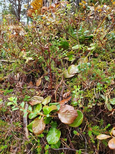 Pyrola media, photographed by Michael D. Pirie
