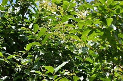Viburnum hartwegii, photographed by Neptalí Ramírez Marcial