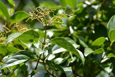 Viburnum hartwegii, photographed by Neptalí Ramírez Marcial