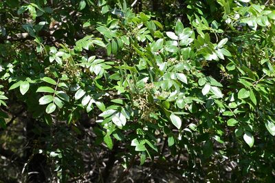 Rhus schiedeana, photographed by Neptalí Ramírez Marcial