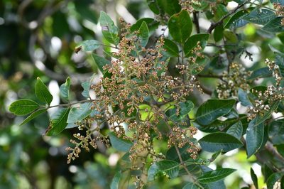 Rhus schiedeana, photographed by Neptalí Ramírez Marcial