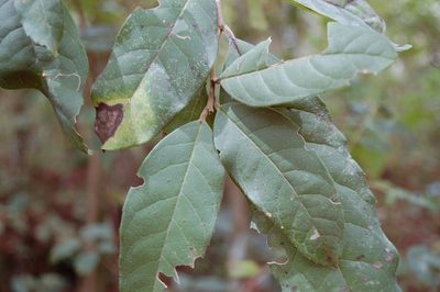 Ilex brandegeeana, photographed by Neptalí Ramírez Marcial