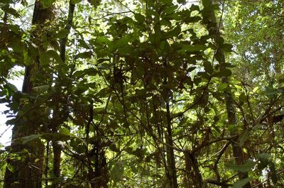 Ilex brandegeeana, photographed by Neptalí Ramírez Marcial