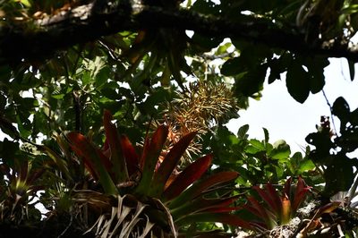Tillandsia excelsa, photographed by Neptalí Ramírez Marcial