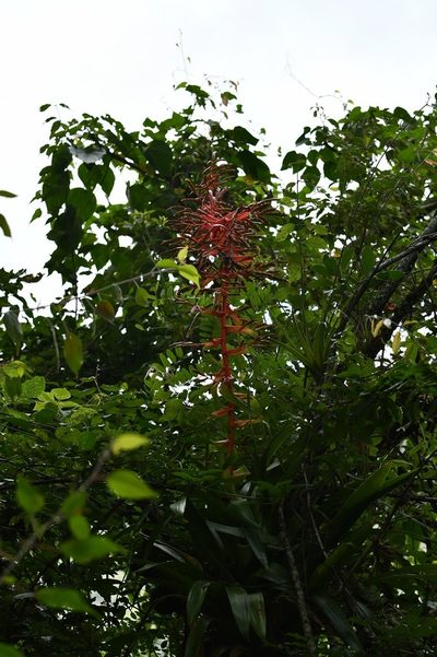 Tillandsia excelsa, photographed by Neptalí Ramírez Marcial